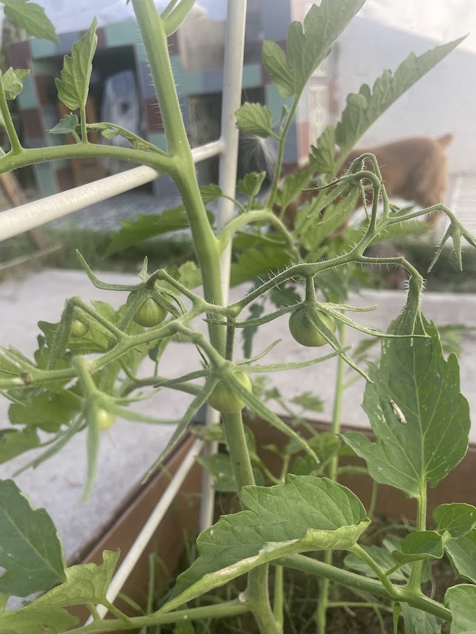 Busca darle algún soporte a la planta mientras crece para que no se caiga cuando los tomates salgan