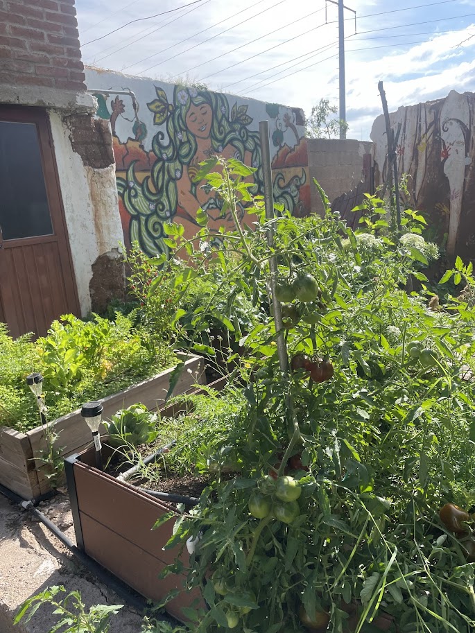 La planta del tomate crece bastante es bueno estarla podando para darle control