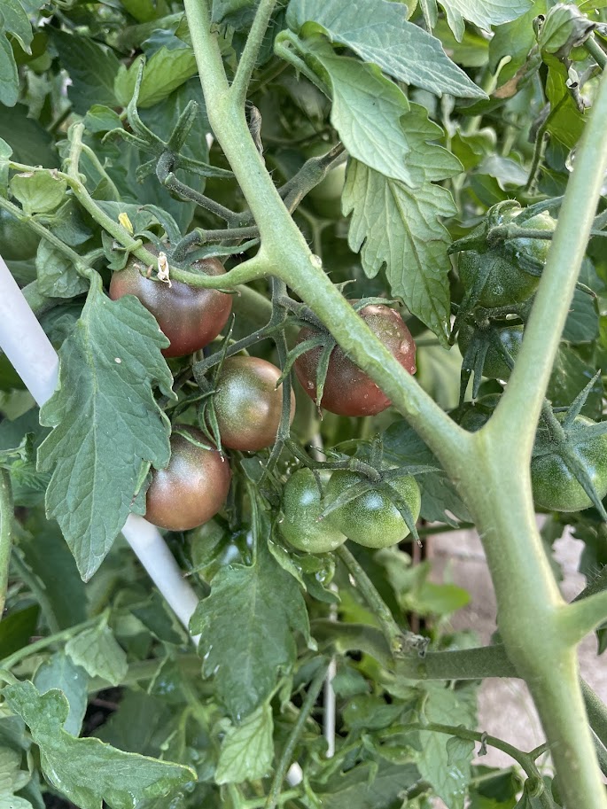 Al cabo de 2 meses tendrás los primeros tomates rojeando