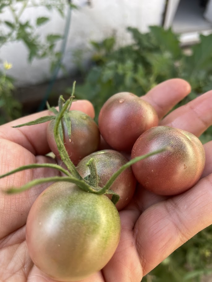 Puedes cosechar cuando veas los frutos rojos por completo o entre rojos con verde, el tomate es un fruto que sigue madurando después de cortarlo