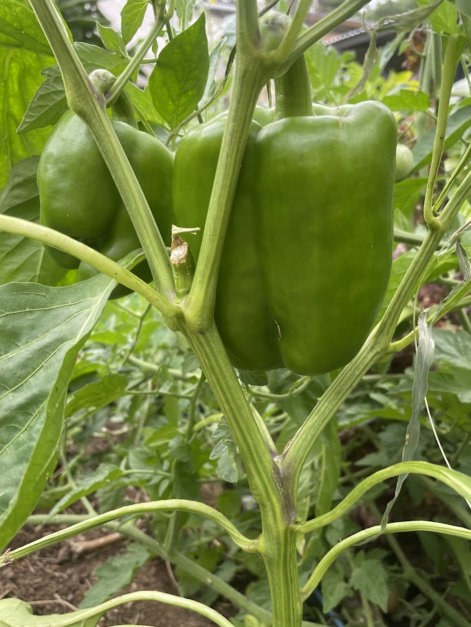 IMG_7120