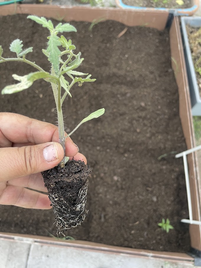Trasplanta cuando la plantita tengo un tamaño de entre 7-10 cm